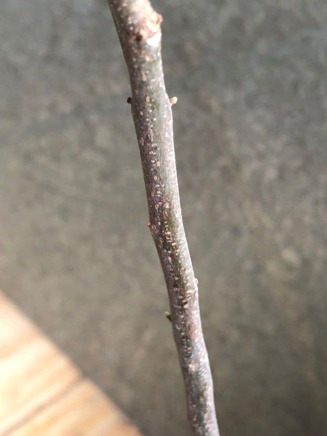 Allophylus commestibile 17