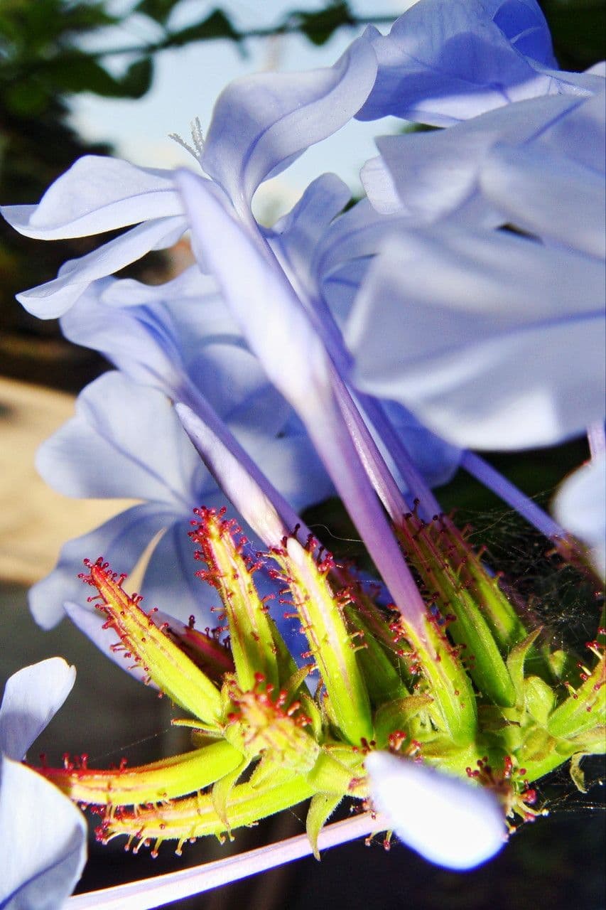 Plumbago auriculata 29