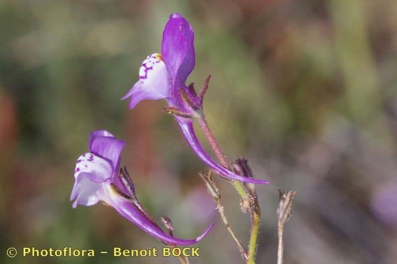 Linaria 8