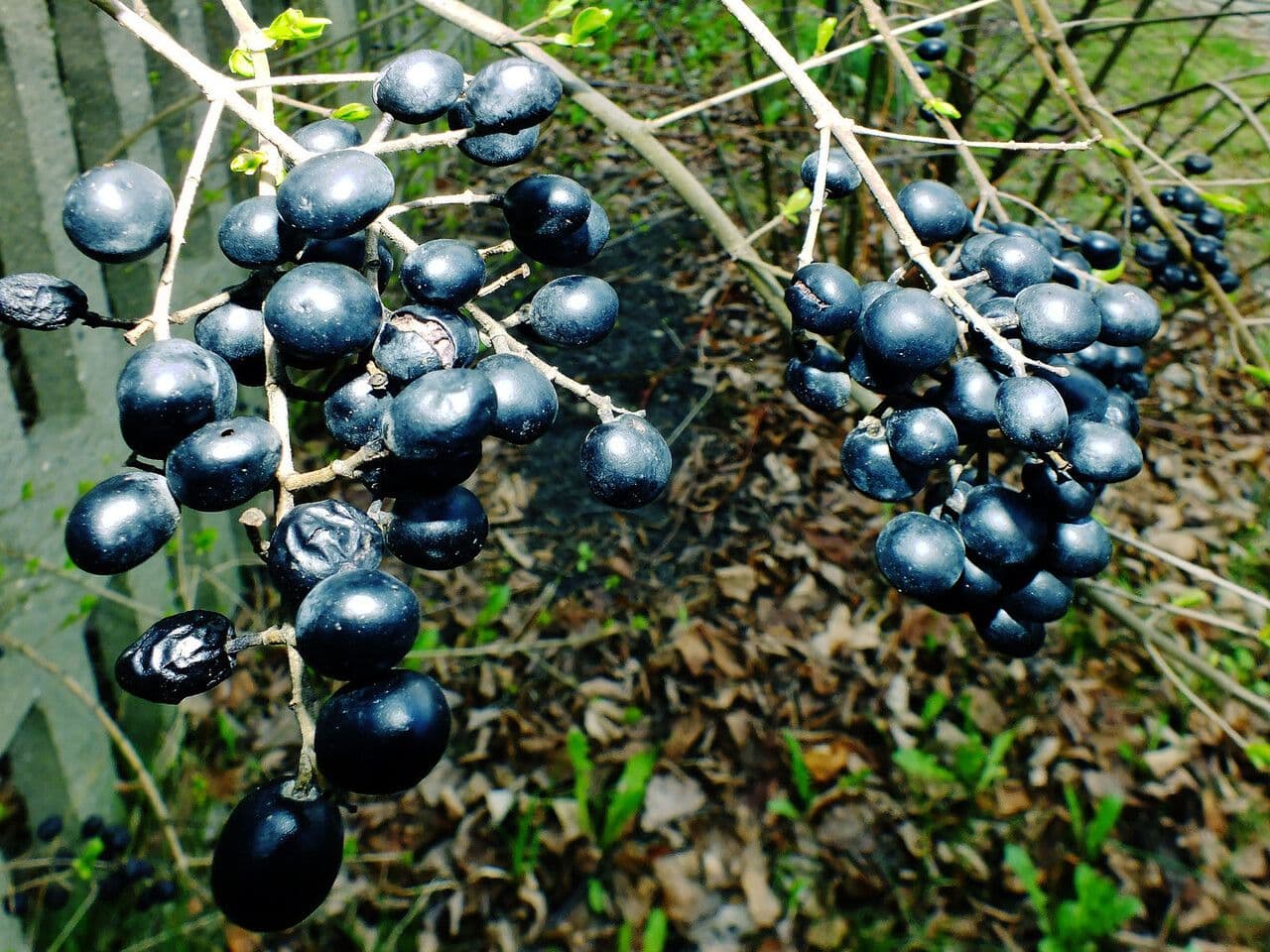 Border privet