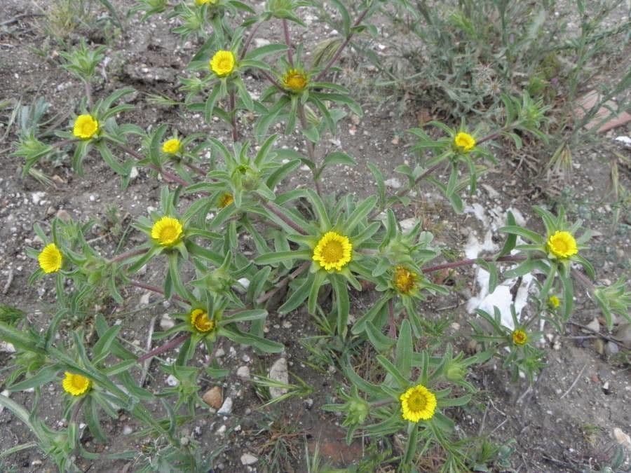 Asteriscus acquatico 11