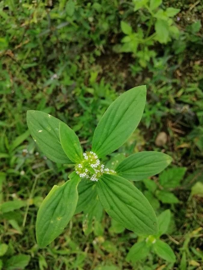 Mitracarpus hirtus 6
