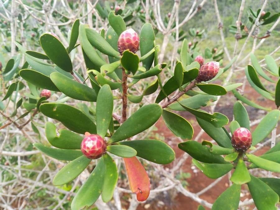 Melaleuca 6