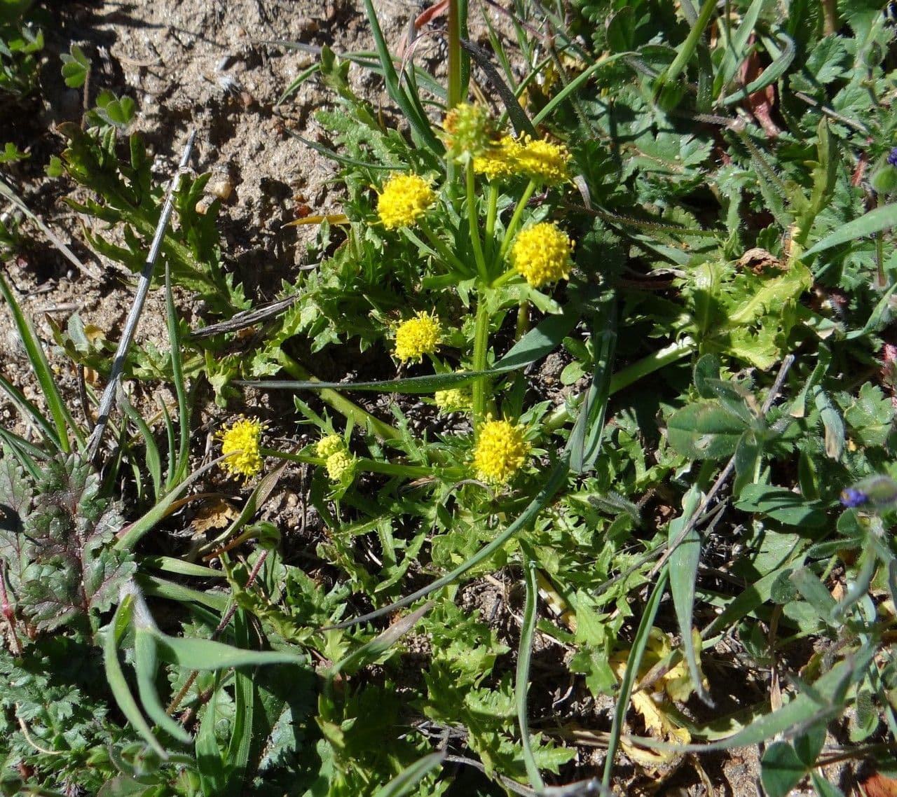 Sanicula arguta 3