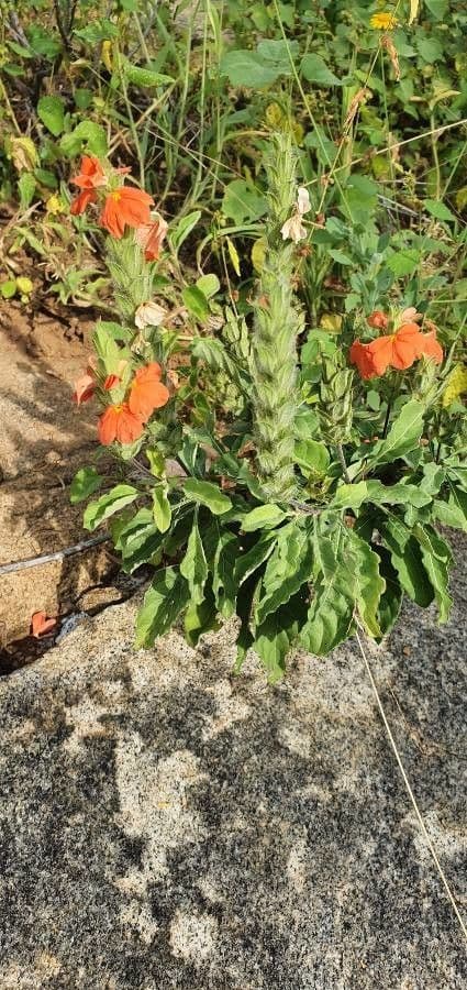 Crossandra 4