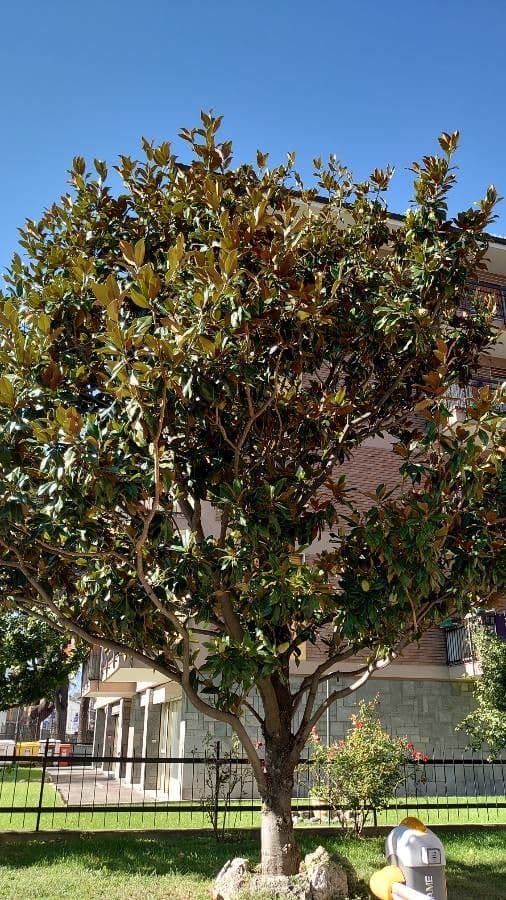 Magnolia grandiflora 11