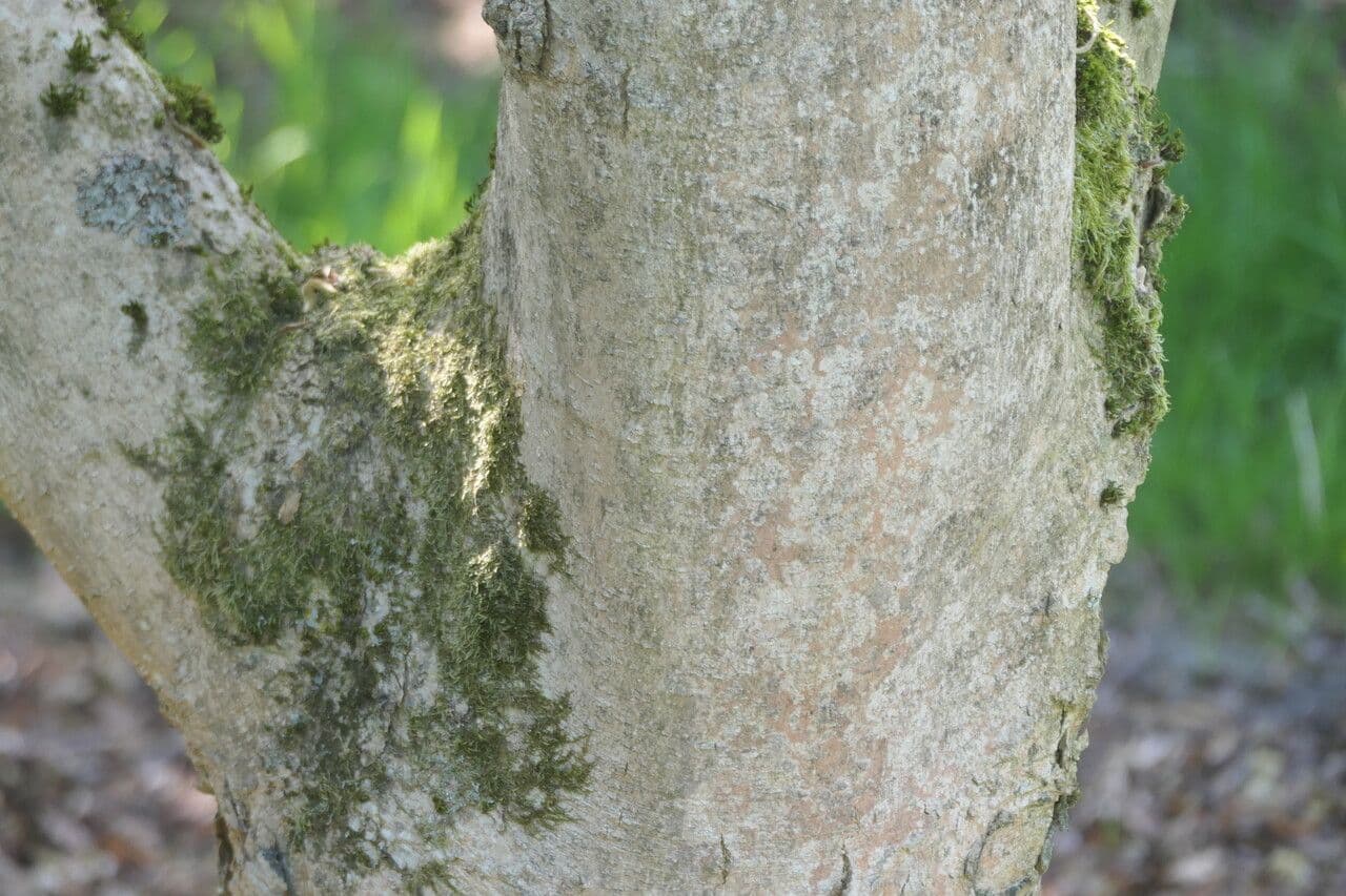 Magnolia cilindrica 7