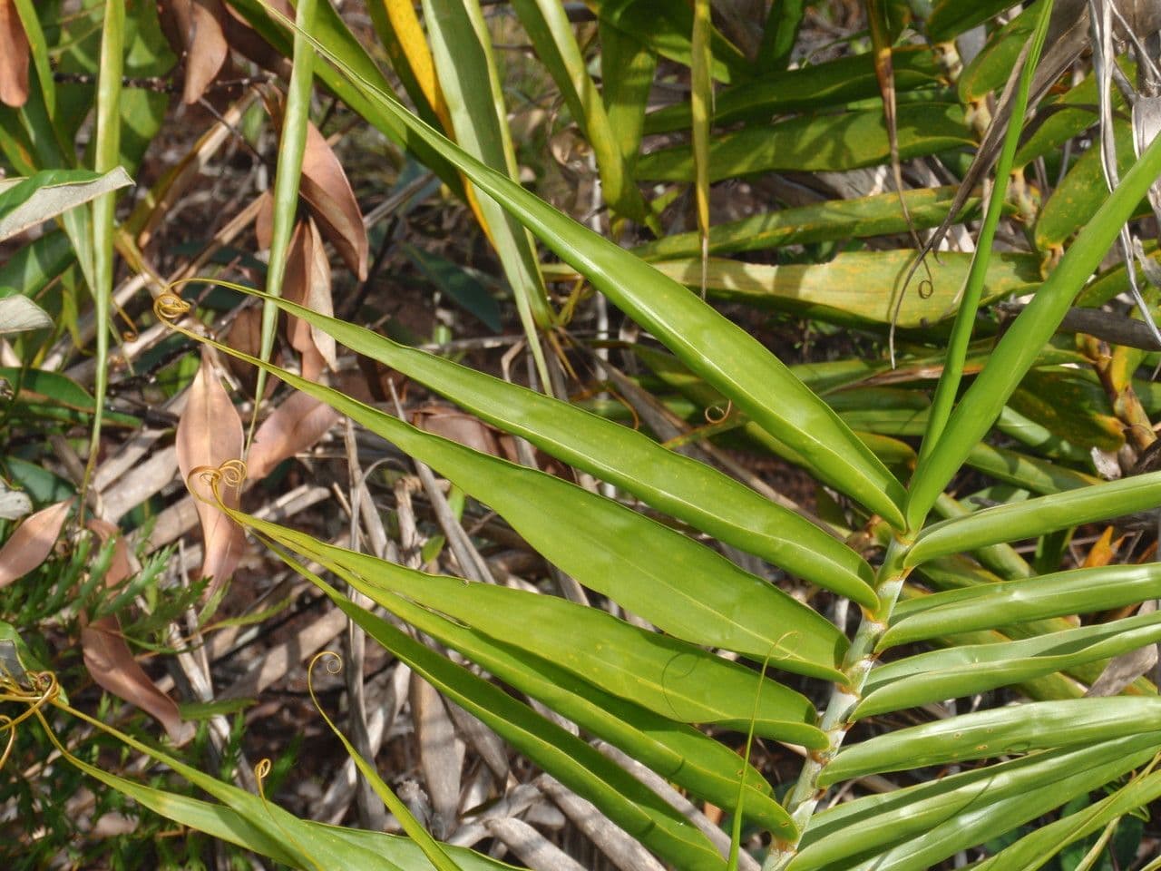 Flagellaria indická 14