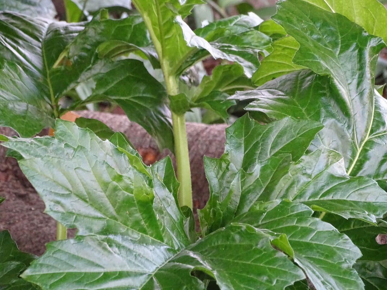 Acanto 24