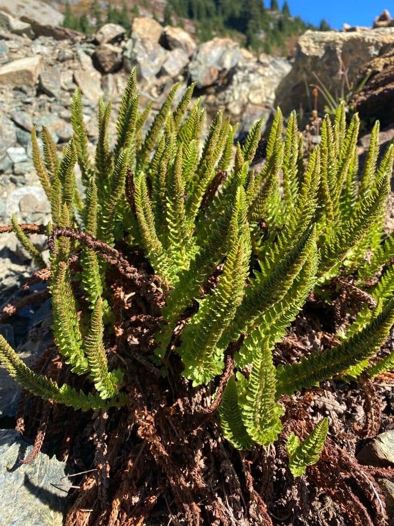 Lemmons Schildfarn 9