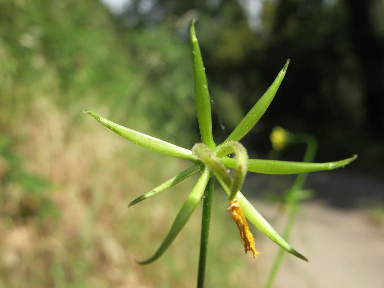 Rhagadiolus 4