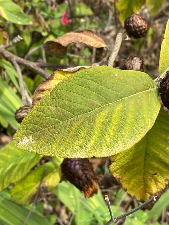 Cnicothamnus 8