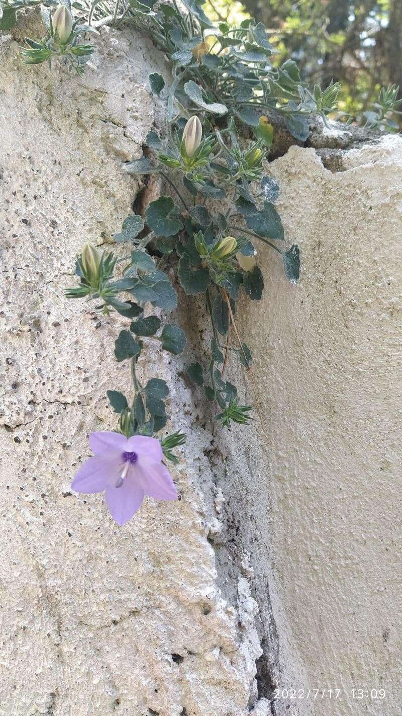 Campanula 8