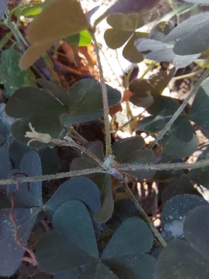 Ossalide corniculata 25