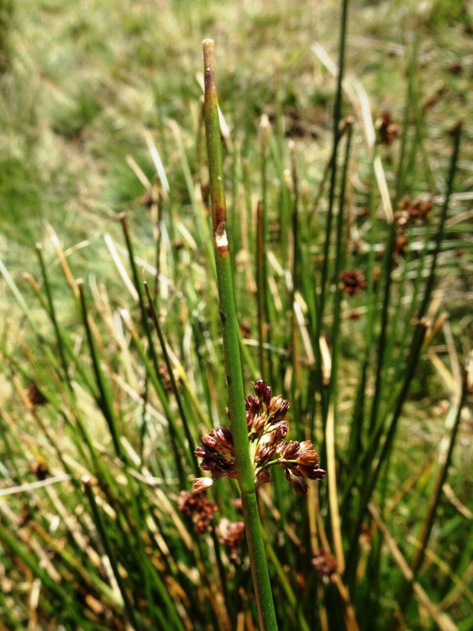 Giunco conglomerato 30