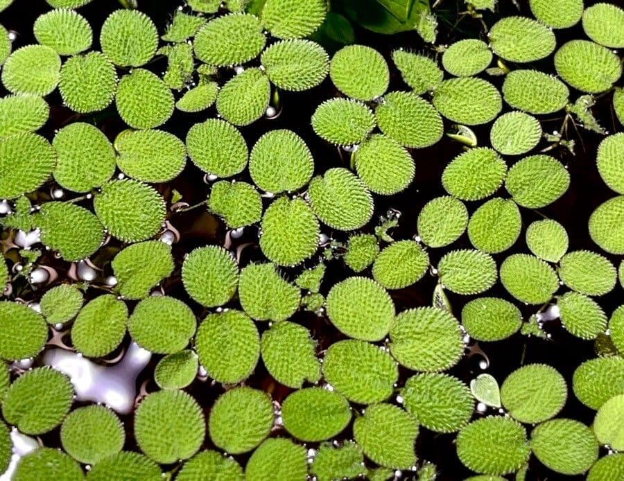 Salvinia minima 11