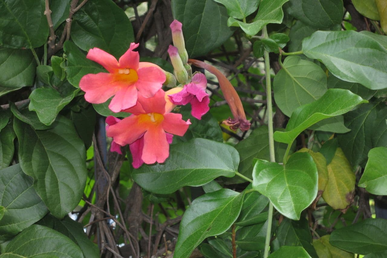 Amphilophium 21