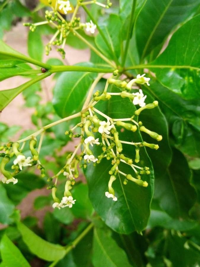 Rauvolfia vomitoria 5