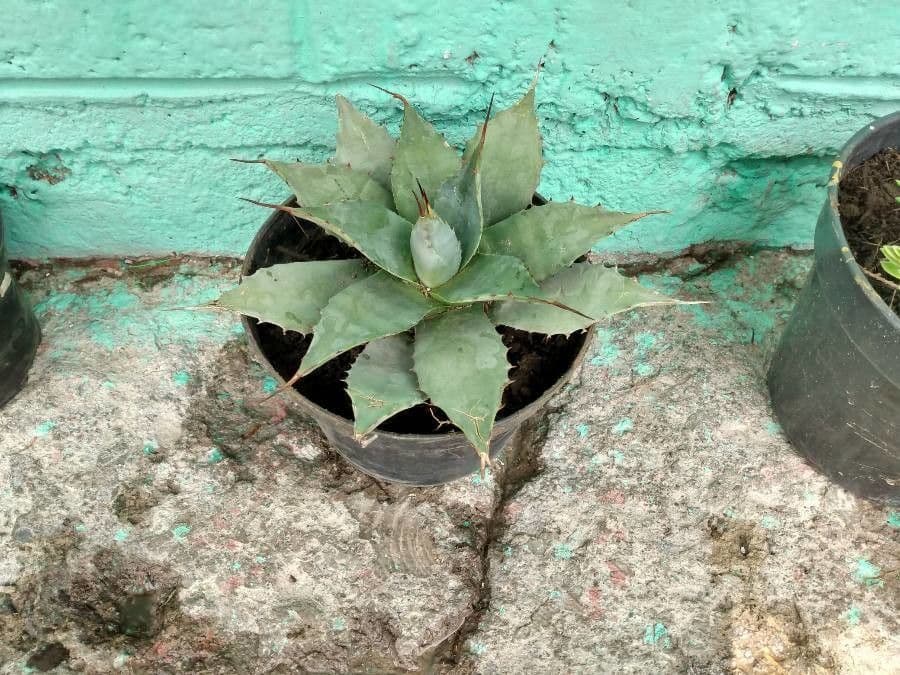 Havard-Agave 2