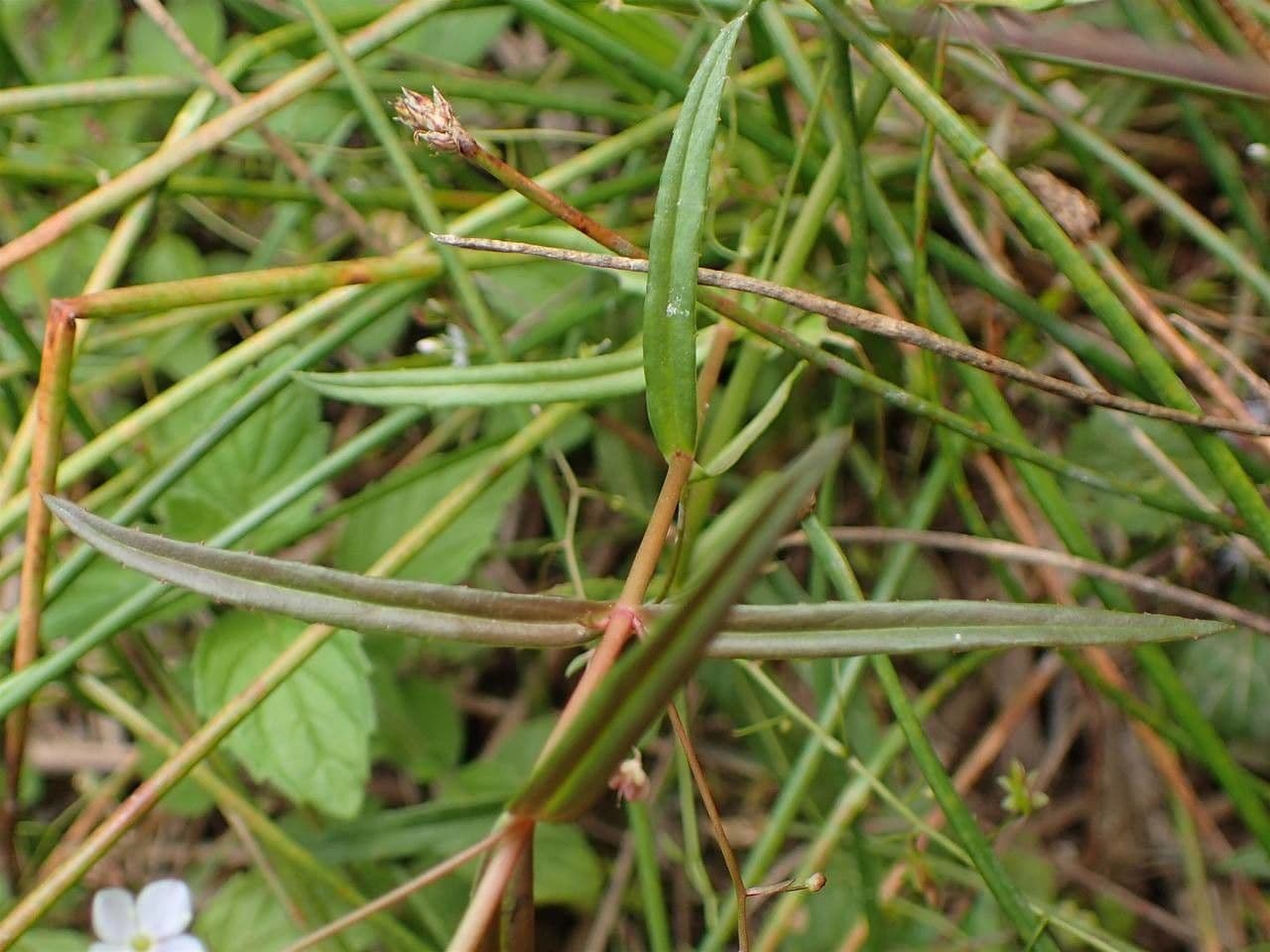 Veronica scudata 22