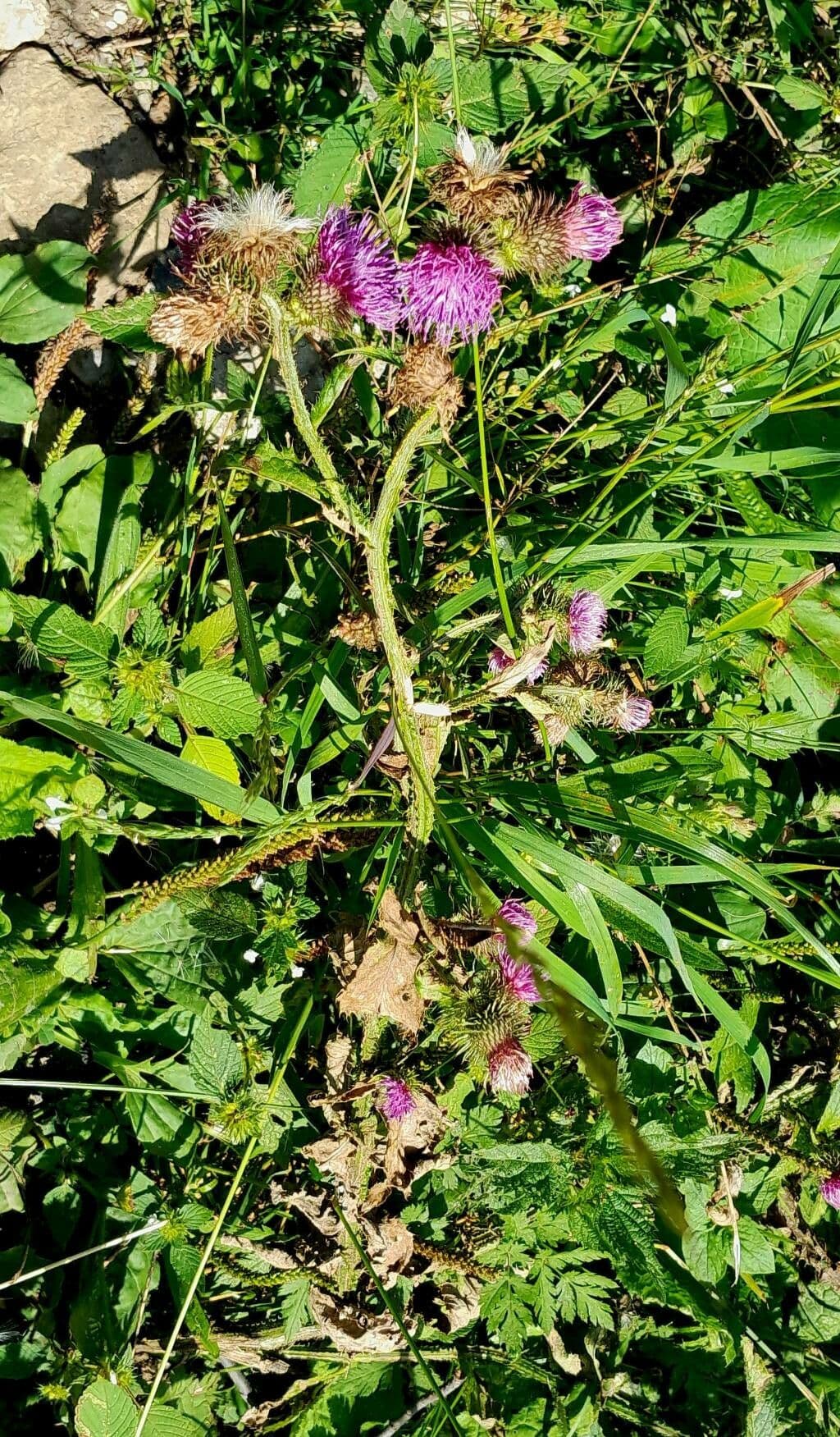 Karde 15