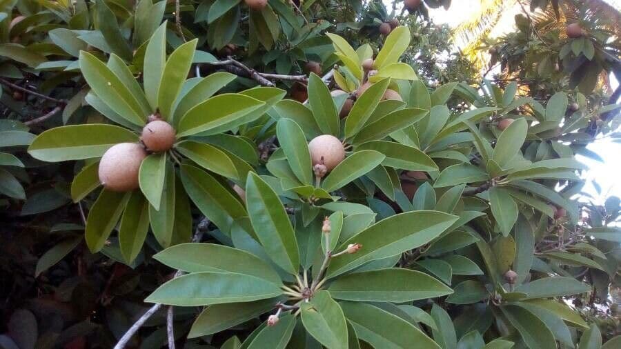 Sapodilla 14