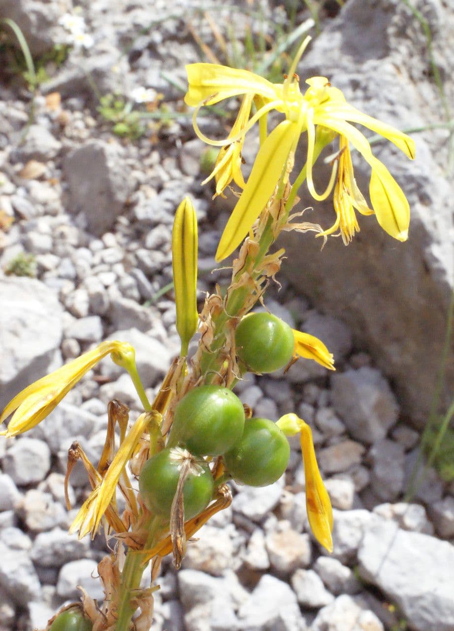 Königsspeer