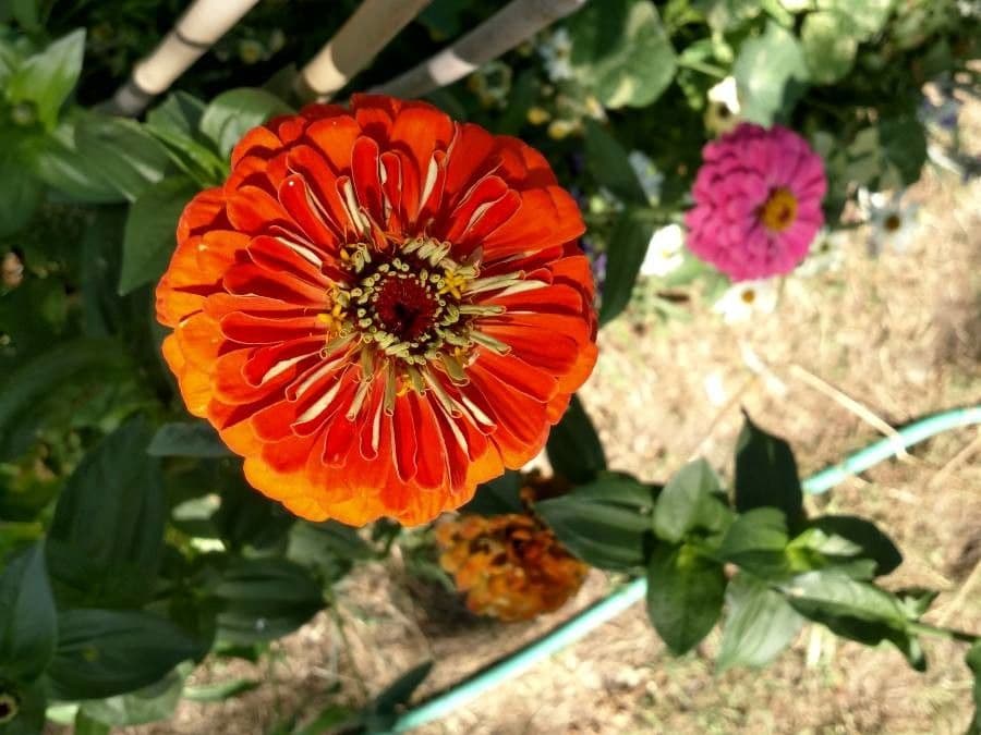 Zinnia 12