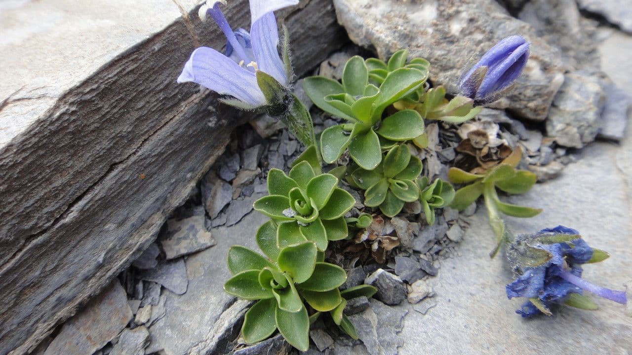 Campanula di Cenis 15