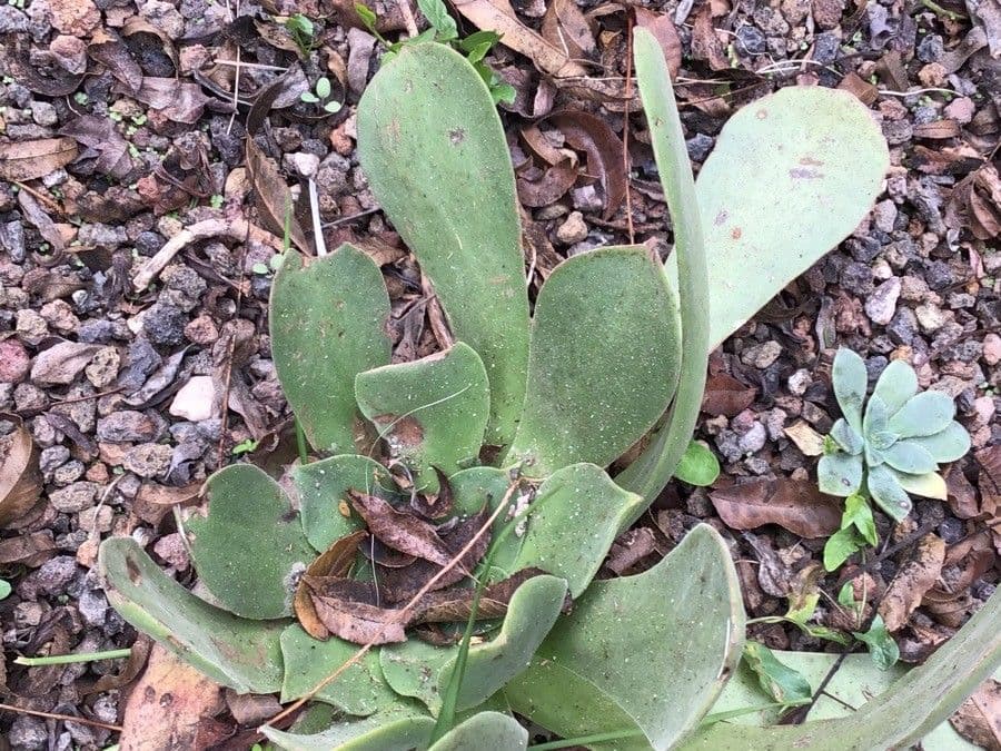  Aeonium canariense 13