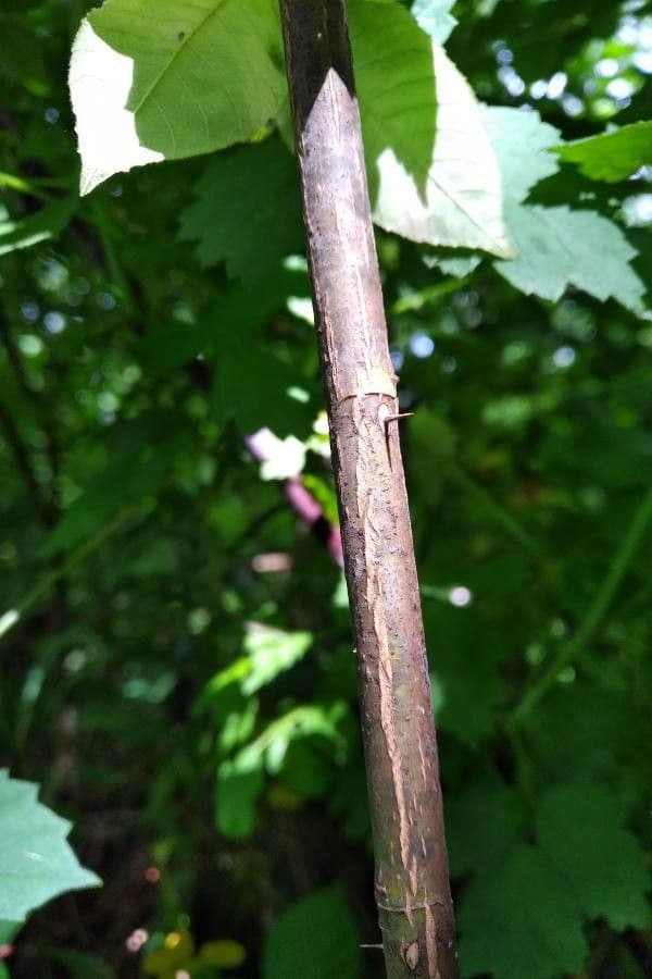 Woods-Rose 25