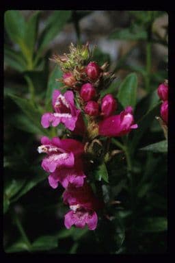 Penstemon newberryi 2