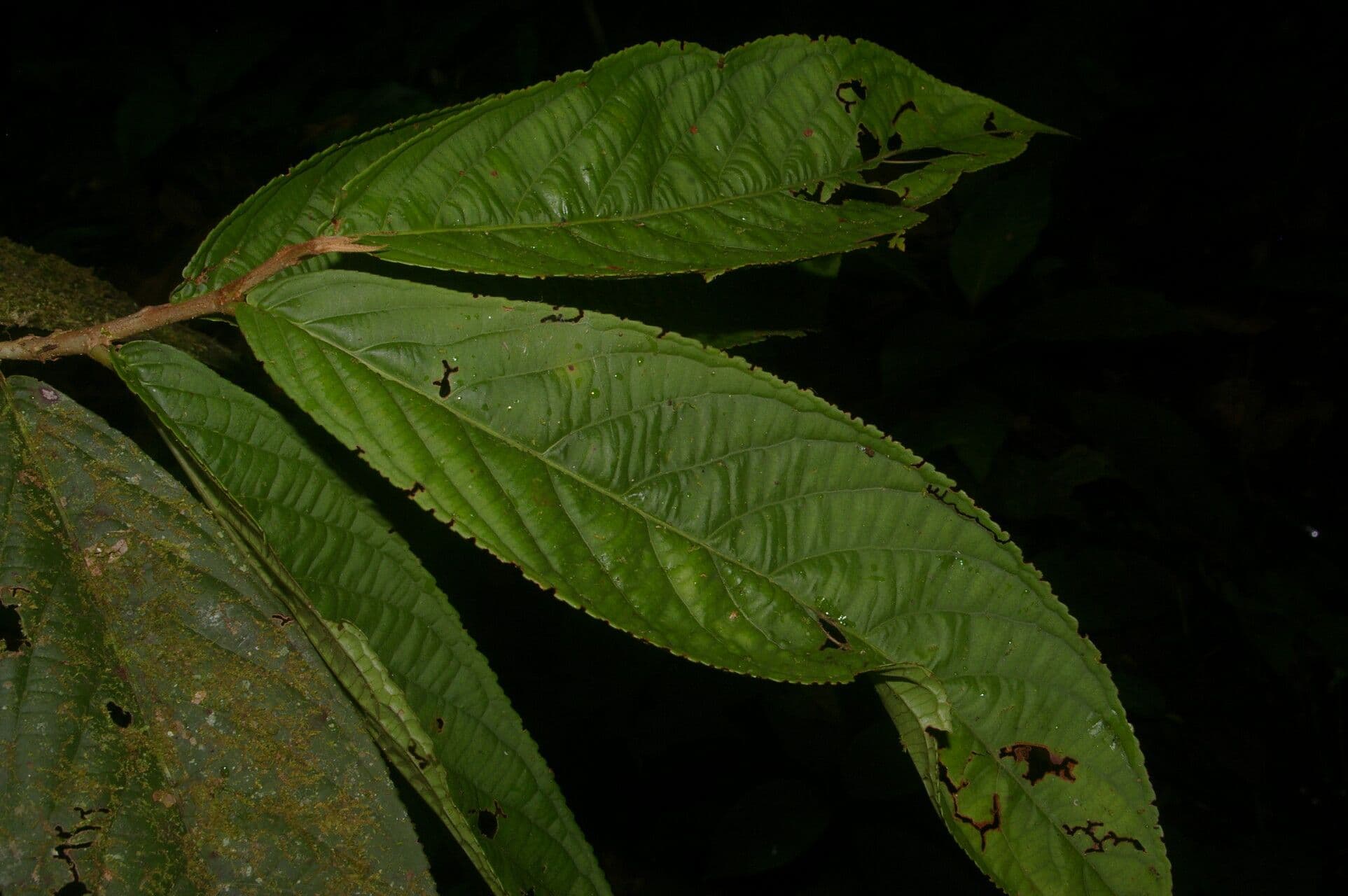 Casearia 2