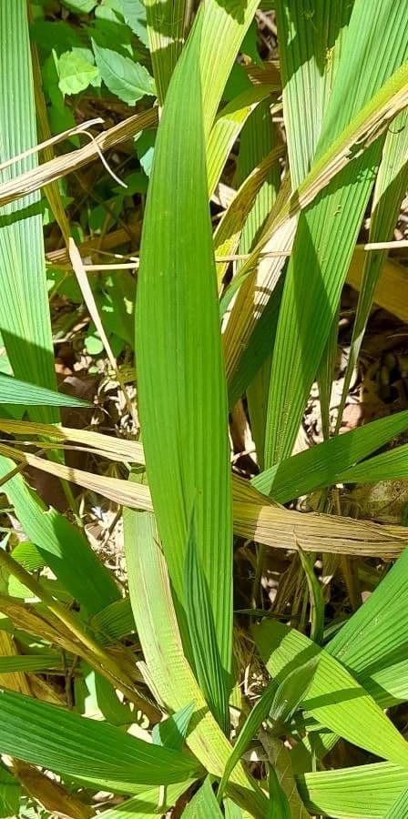 Setaria di Poiret 2