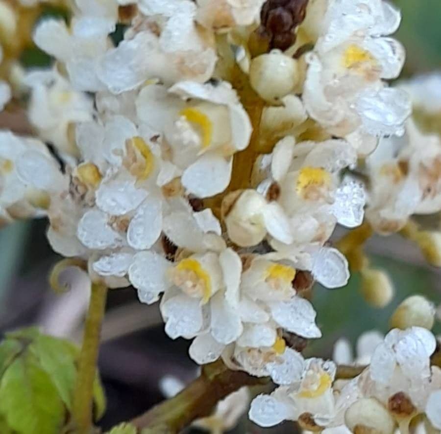 Serjania meridionale