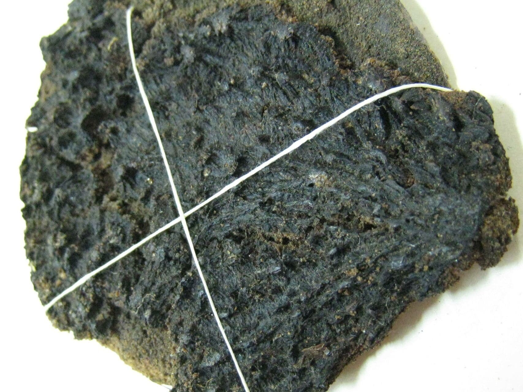 Aspidosperma 8