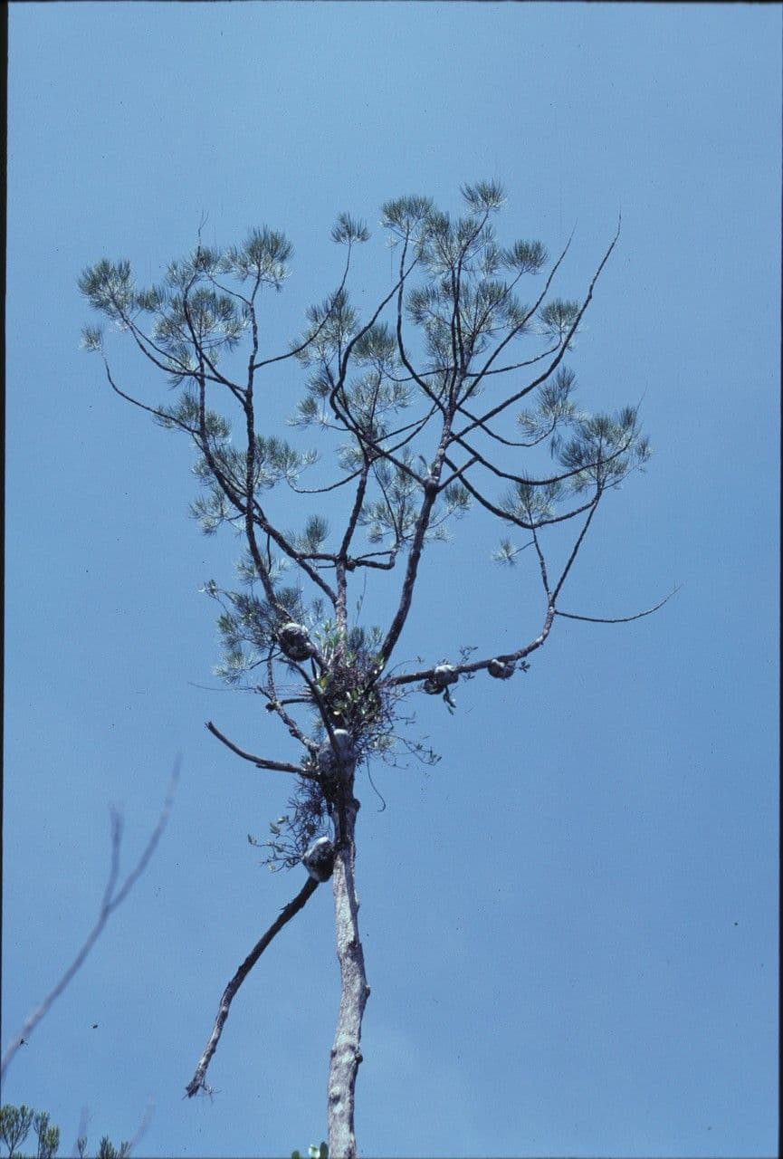 Gymnostoma 4