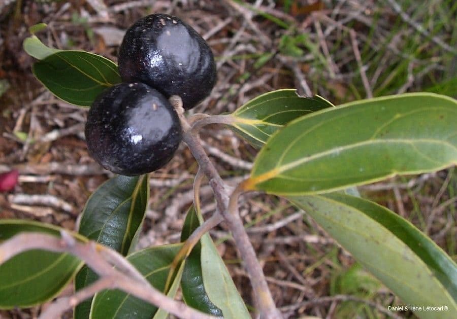 Cryptocarya 3