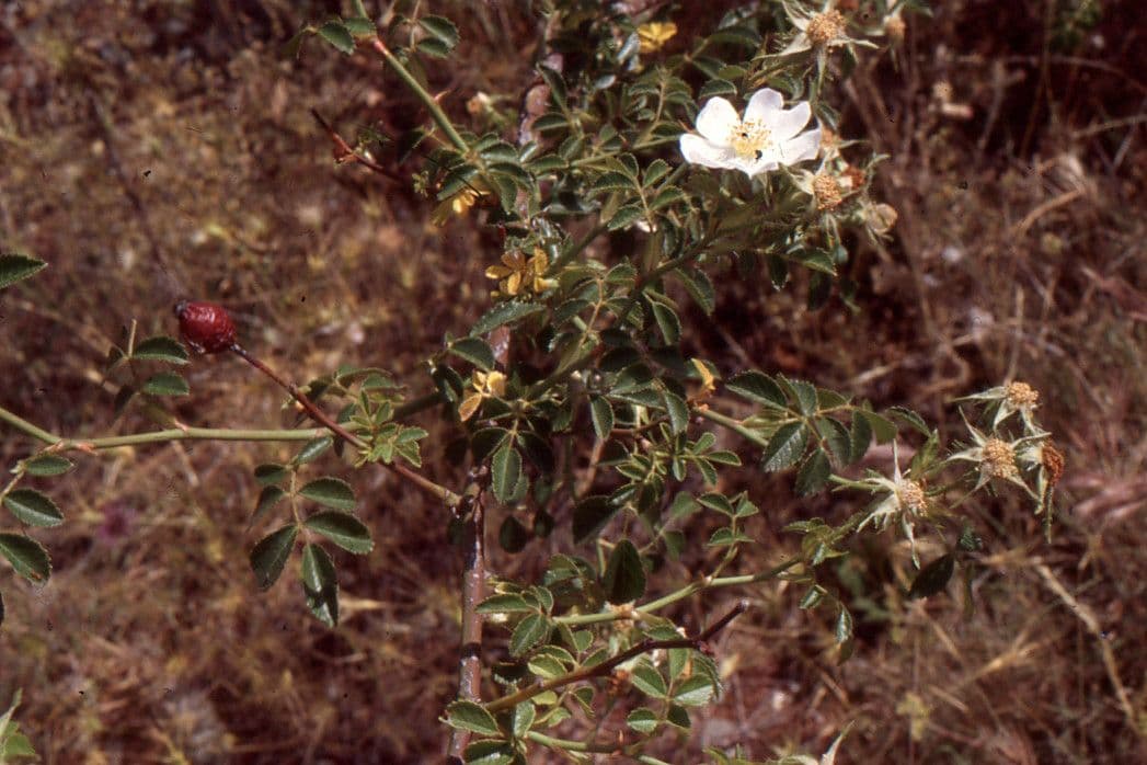 Kleinblütige Rose 11