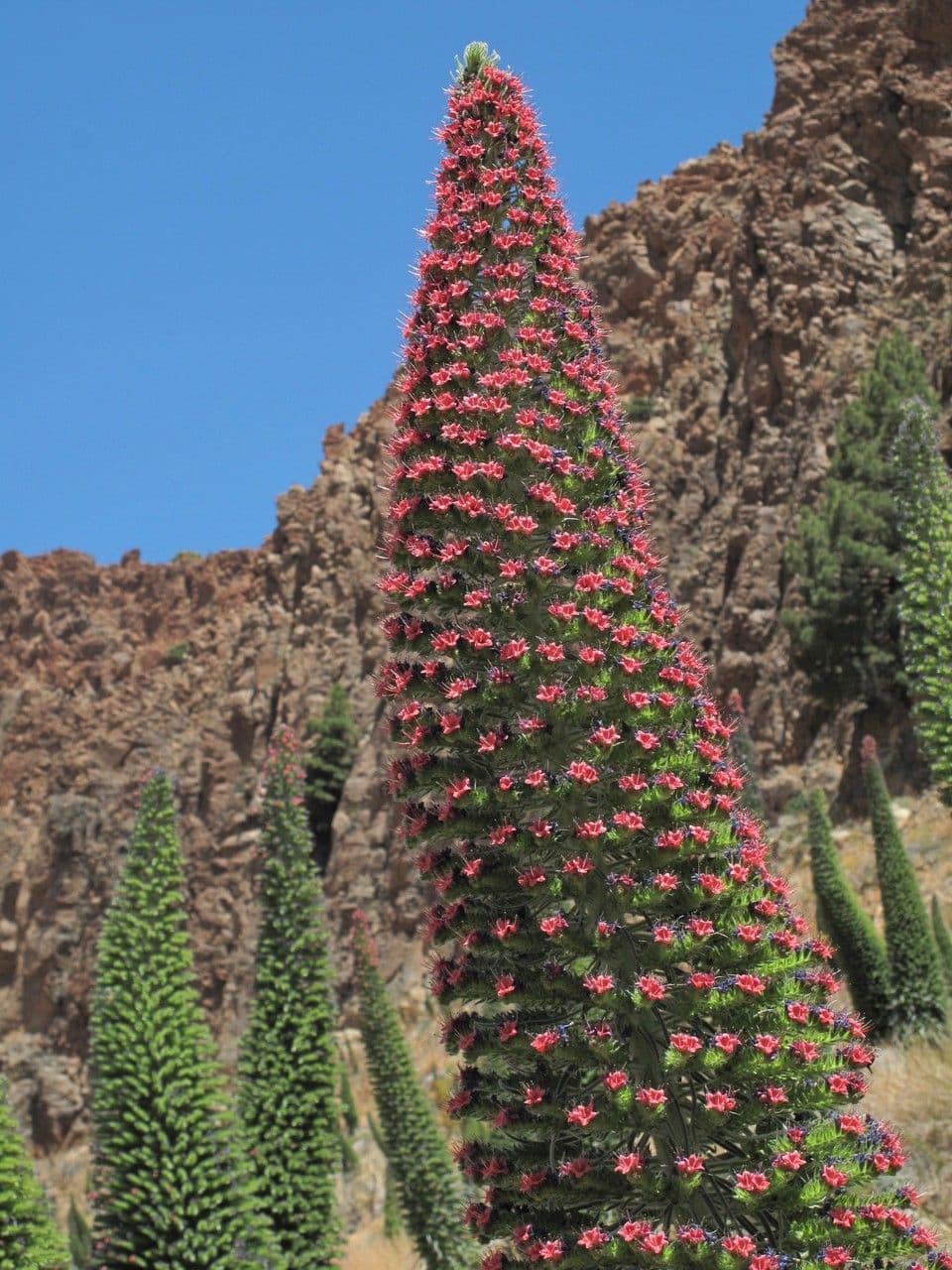 Echium di Wildpret 5