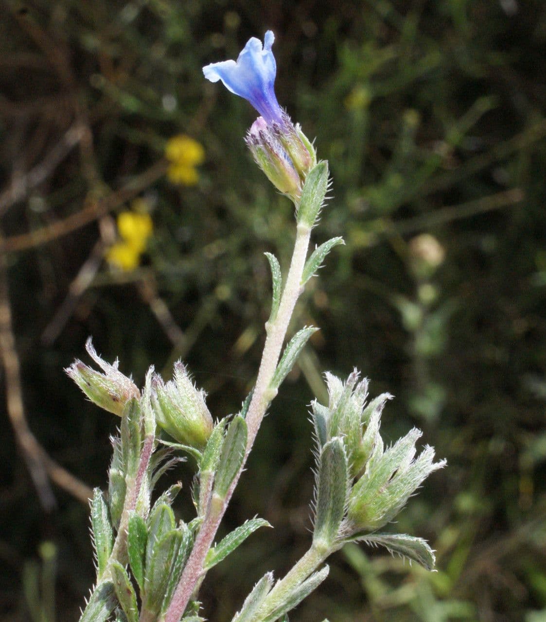 Lithodora 12
