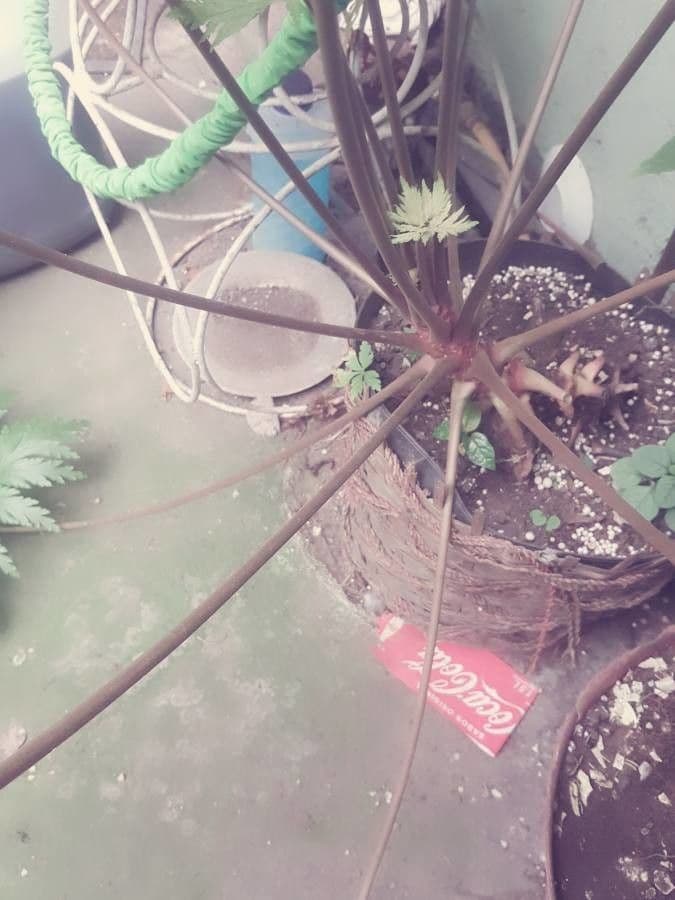 Geranio de Madeira 20