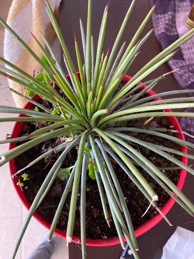 Agave 8