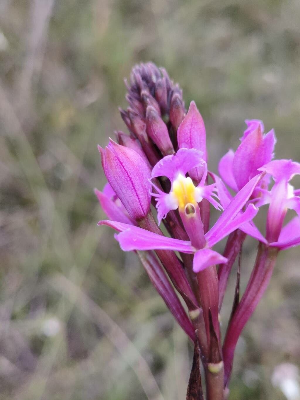 Epidendrum 2
