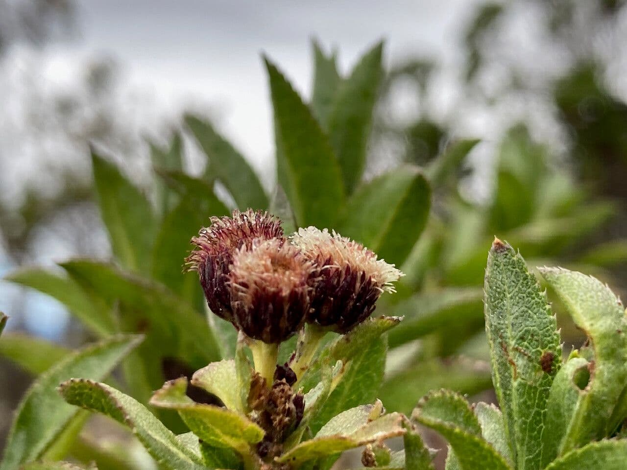 Plum-leaved Baccharis 3