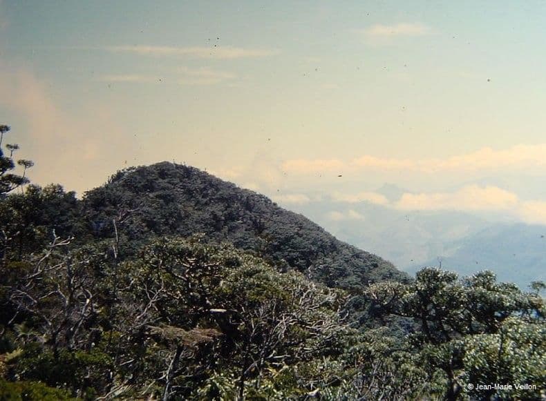 Mount panié kauri 7