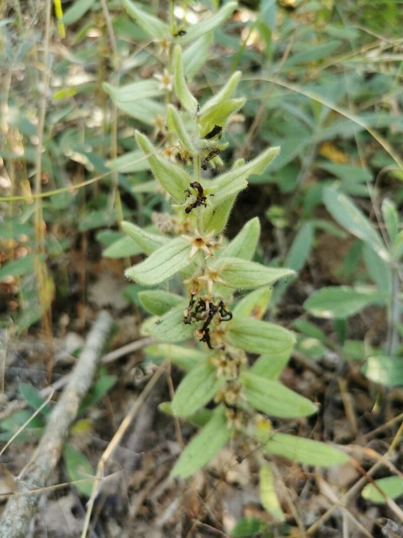 Ajuga