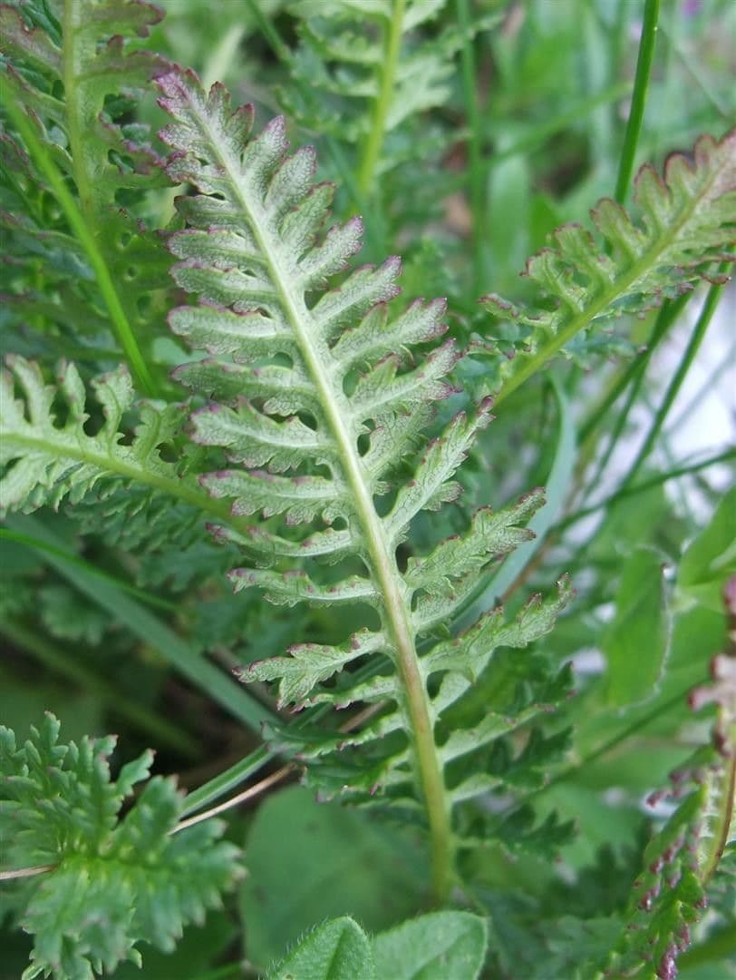 Pedicularis ascendens 12