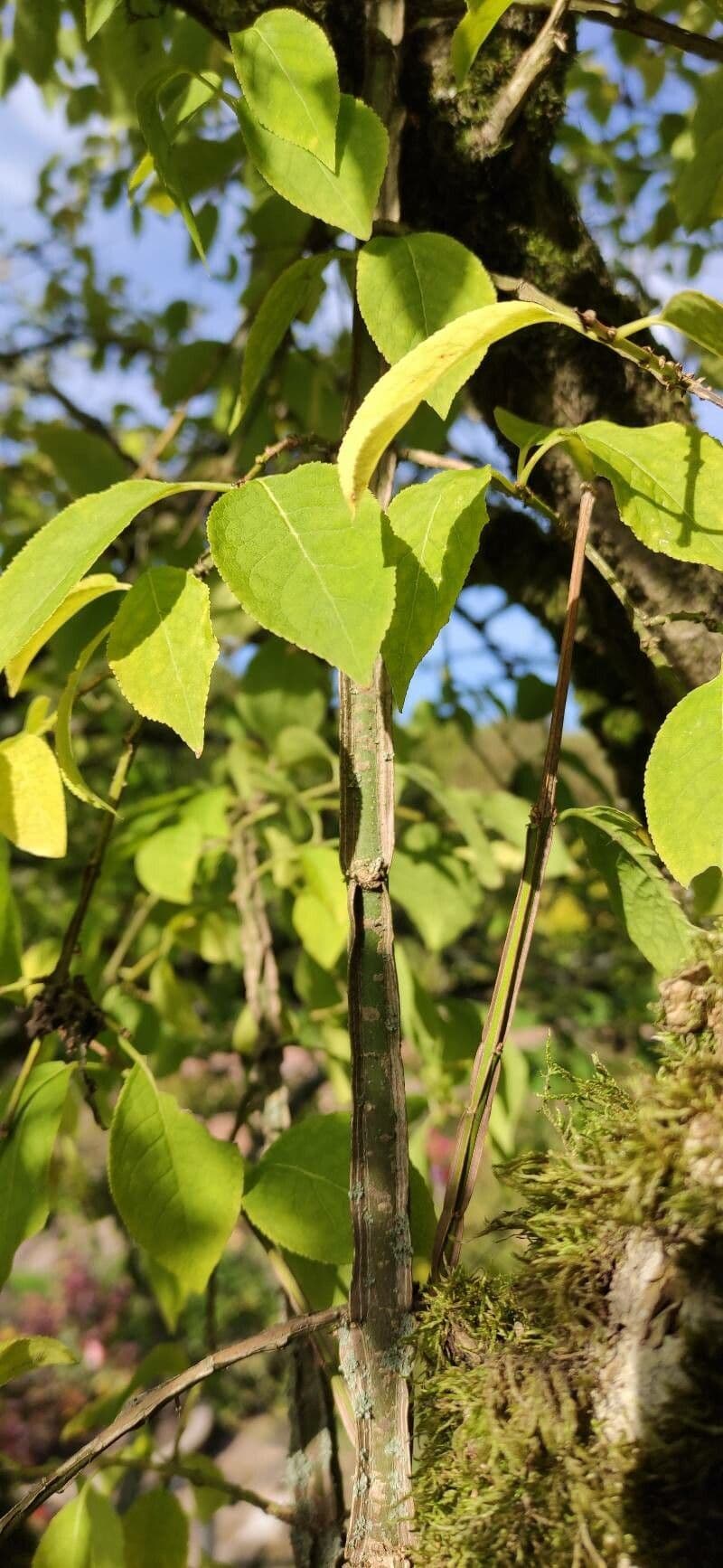 Cork spindle 8