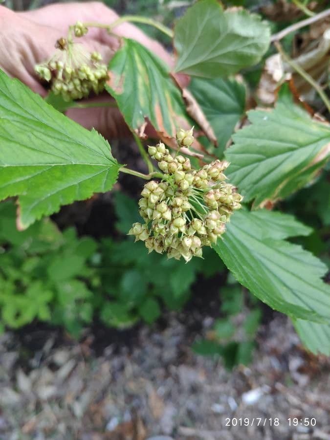 Physocarpus capitatus